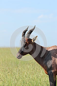 Topi face closeup in the african savannah.