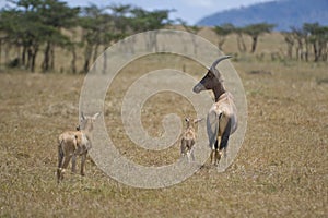 Topi family in the Maasai Mara