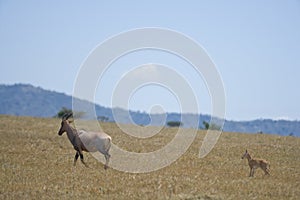 Topi female with a calf following