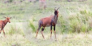 Topi Gazelle in the Kenyan savanna amidst a grassy landscape