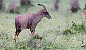 Topi Gazelle in the Kenyan savanna amidst a grassy landscape