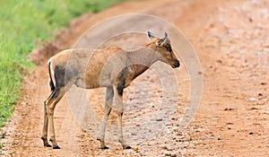 Topi Gazelle in the Kenyan savanna amidst a grassy landscape