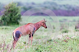 Topi Gazelle in the Kenyan savanna amidst a grassy landscape