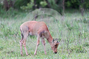 Topi Gazelle in the Kenyan savanna amidst a grassy landscape