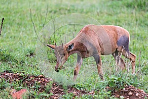 Topi Gazelle in the Kenyan savanna amidst a grassy landscape