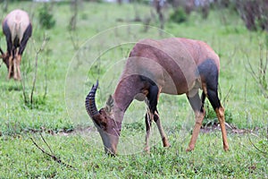 Topi Gazelle in the Kenyan savanna amidst a grassy landscape