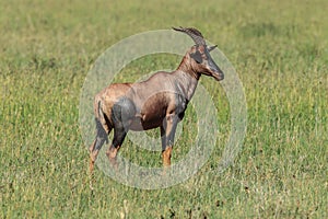 A Topi in the grasslands in the Serengeti