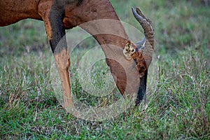 Topi grazing on the grasslands in Masai Mara.