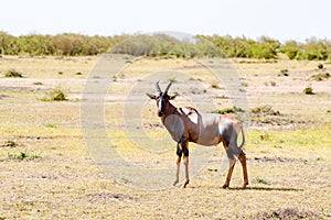 Topi grazing in the savannah of Masai Mara Park