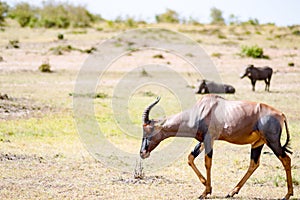 Topi grazing in the savannah of Masai Mara Park in Kenya