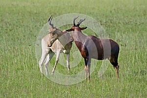 Topi greeting hartebeest