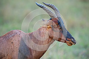 A Topi head shot in Masai Mara.