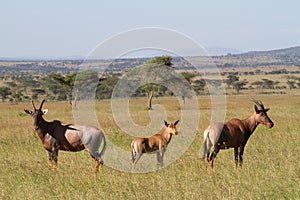 Topi herd