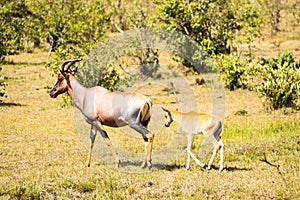 Topi and his baby grazing in the savannah