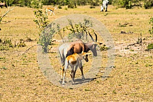 Topi and his baby grazing in the savannah