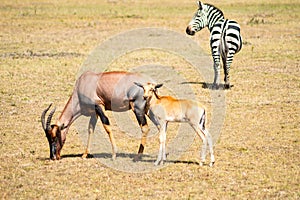 Topi and his baby grazing in the savannah of Masai Mara Park in