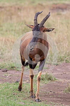 Topi, Kenya, Africa