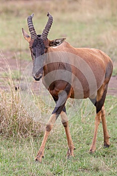 Topi, Kenya, Africa