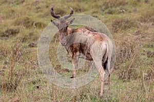 Topi, Kenya, Africa