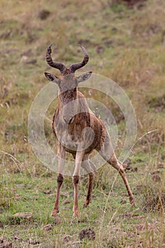 Topi, Kenya, Africa