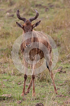 Topi, Kenya, Africa