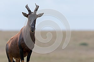 Topi, Kenya, Africa