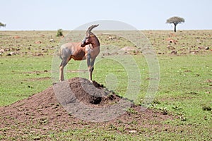 Topi Lookout