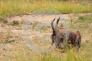 Topi, Maasai Mara Game Reserve, Kenya