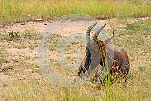 Topi, Maasai Mara Game Reserve, Kenya