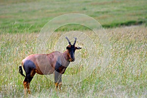 Topi, Maasai Mara Game Reserve, Kenya