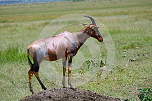 Topi, Maasai Mara Game Reserve, Kenya