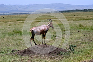 Topi, Maasai Mara Game Reserve, Kenya