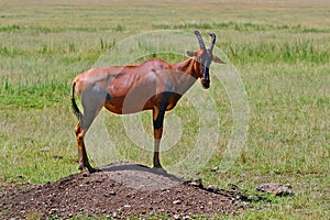 Topi, Maasai Mara Game Reserve, Kenya