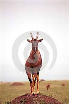 Topi, Maasai Mara Game Reserve, Kenya