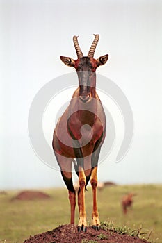 Topi, Maasai Mara Game Reserve, Kenya