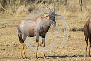 TOPI male standing in the Kenyan the savanna on a sunny