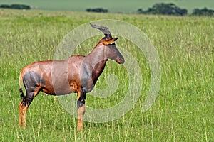 Topi male territorial display, Masai Mara