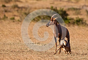 Topi mother and calf