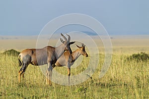 Topi mother with calf