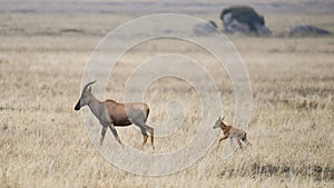 Topi mother walking in grass with calf behind her