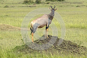 Topi on mound in grasslands of Masai Mara in Kenya, Africa