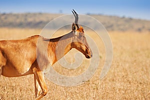 Topi pasturing in the Masai Mara National Reserve