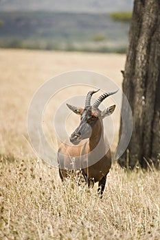 Topi portrait in arid dry heat