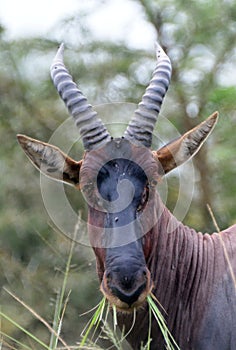 Topi, Queen Elizabeth National Park, Uganda