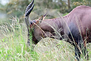 Topi, Queen Elizabeth National Park, Uganda