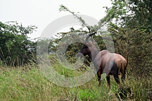 Topi, Queen Elizabeth National Park, Uganda