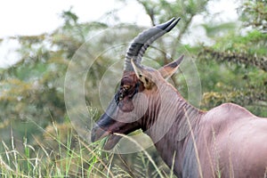 Topi, Queen Elizabeth National Park, Uganda