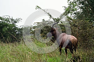 Topi, Queen Elizabeth National Park, Uganda