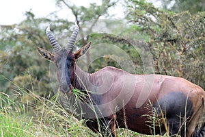 Topi, Queen Elizabeth National Park, Uganda