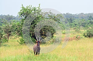 Topi, Queen Elizabeth National Park, Uganda